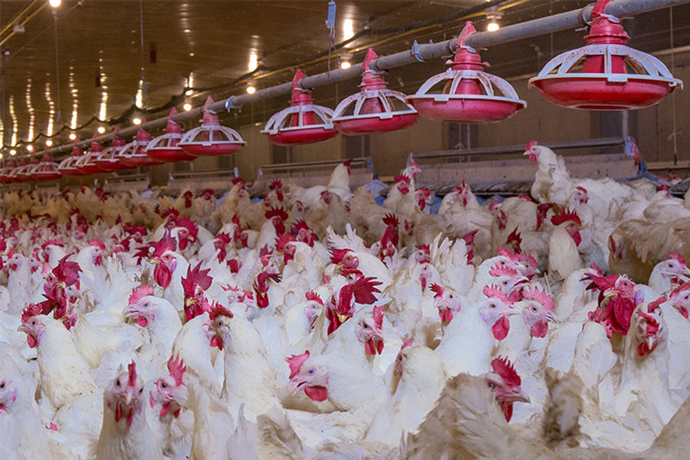 Menakar Potensi Sektor Poultry: Saham CPIN, JPFA, dan MAIN Masih Menarik?